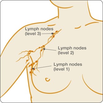 Lymph nodes